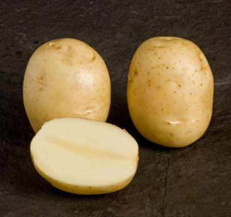 فروش سیب زمینی راشیدا اعلا + قیمت خرید به صرفه