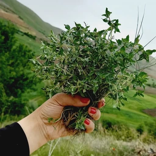 قیمت خرید آویشن کوهی تازه + فروش ویژه