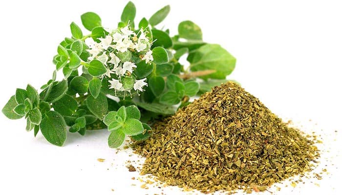 تصویر 3 از قیمت خرید آویشن کوهی تازه + فروش ویژه