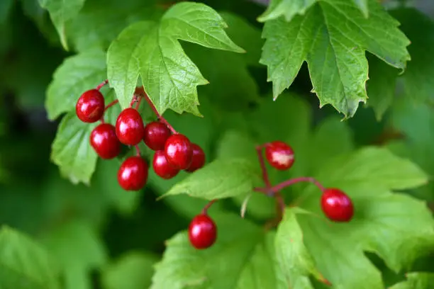 تصویر 4 از خرید و فروش زرشک قرمز پفکی با شرایط فوق العاده