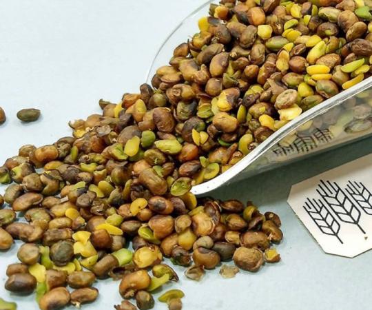 تصویر 3 از خرید مغز پسته تازه + قیمت فروش استثنایی