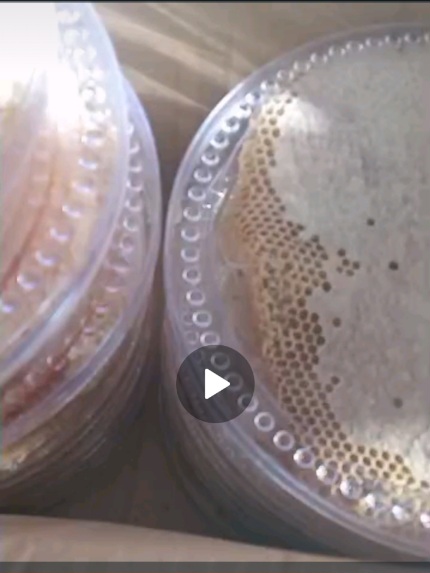 فروش مستقیم عسل قابی زایگر + از تولید به مصرف