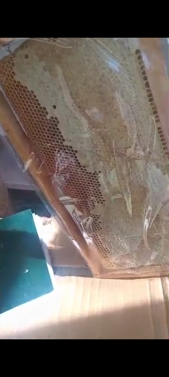 فروش پر طرفدار عسل با شان زایگر + قیمت روز