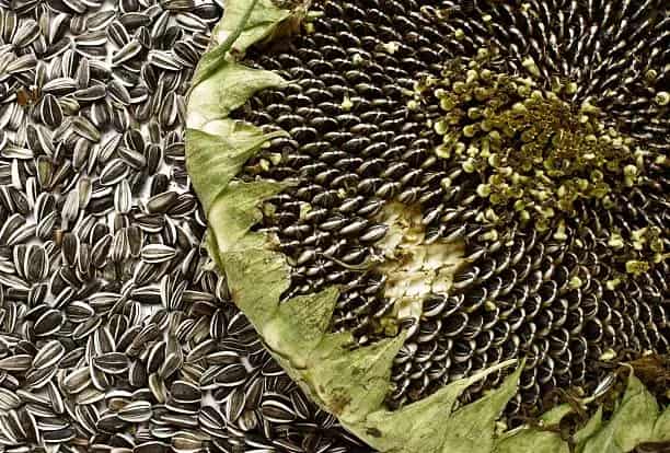 تصویر 1 از قیمت تخمه آفتابگردان صادراتی + خرید باور نکردنی