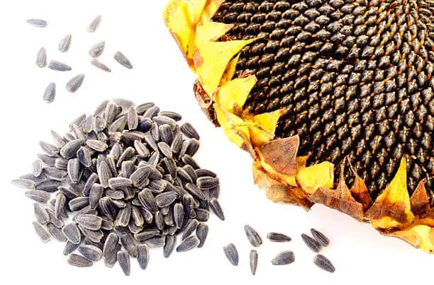 تصویر 1 از فروش تخمه آفتابگردان فله + قیمت خرید به صرفه