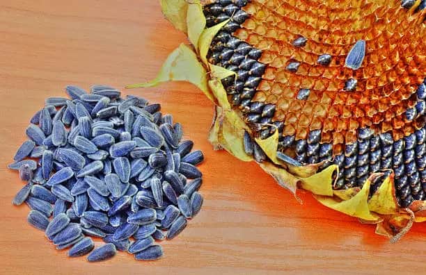 تصویر 2 از فروش تخمه آفتابگردان فله + قیمت خرید به صرفه