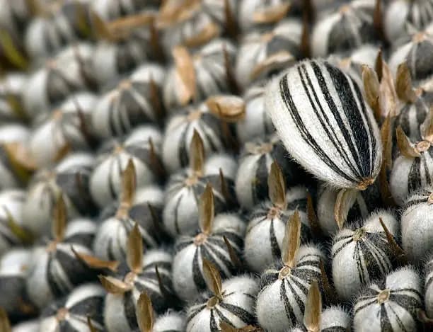 تصویر 1 از قیمت خرید تخمه آفتابگردان فله ای + فروش ویژه