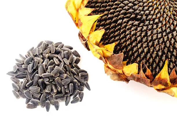 قیمت خرید تخمه آفتابگردان فله ای + فروش ویژه