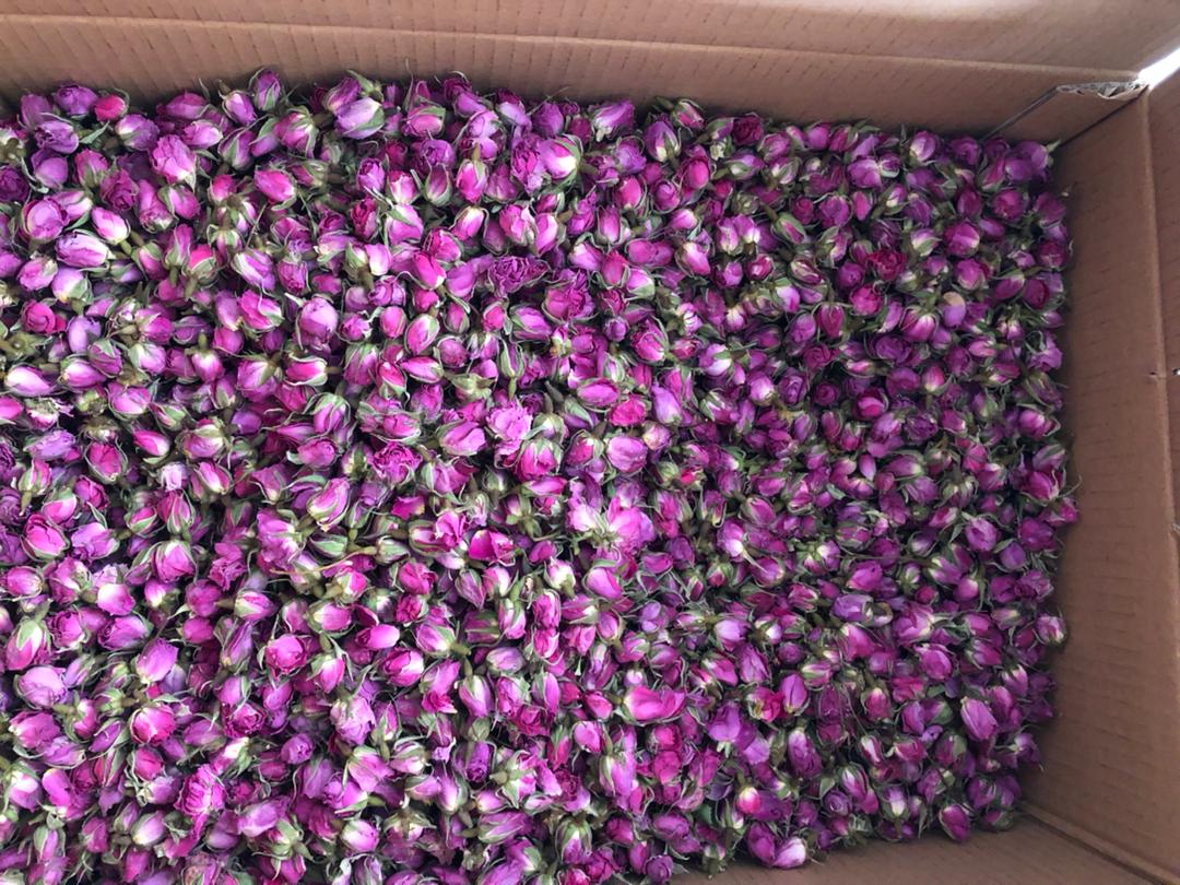 صادرات غنچه گل محمدی به کشورهای حوزه خلیج فارس و اروپا