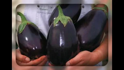 خرید بادمجان لامپی ورامین + قیمت عالی با کیفیت