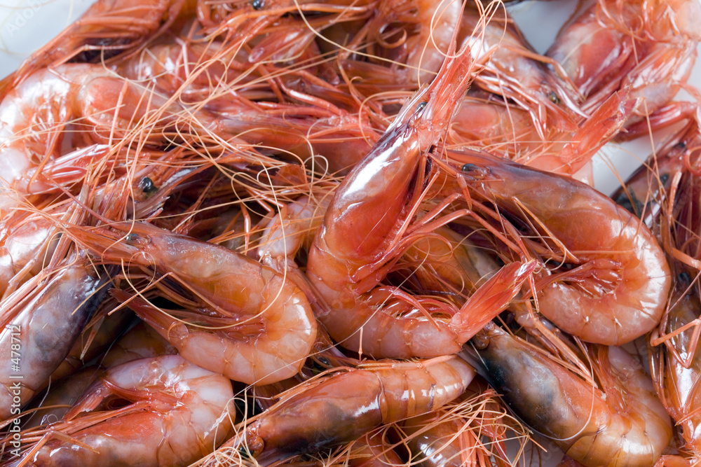 قیمت خرید میگو سایز متوسط + فروش ویژه