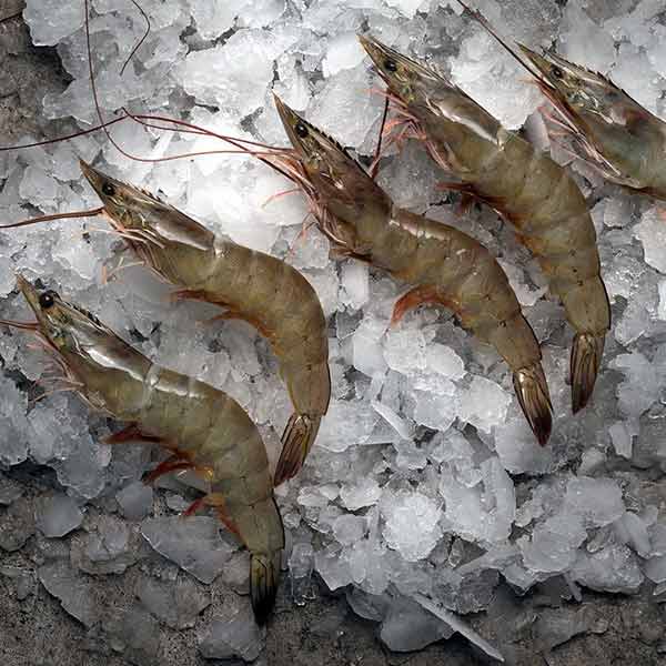 فروش میگو سرتیز + قیمت خرید به صرفه