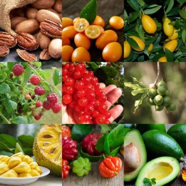 پخش عمده انواع میوه استوایی + فروش انواع میوه لوکس