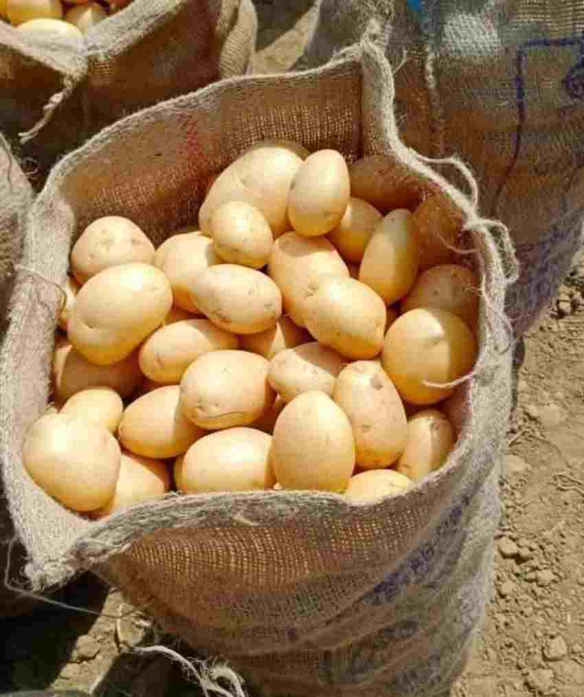 قیمت امروز سیب زمینی همدان + فروش عمده مستقیم از کشاورز