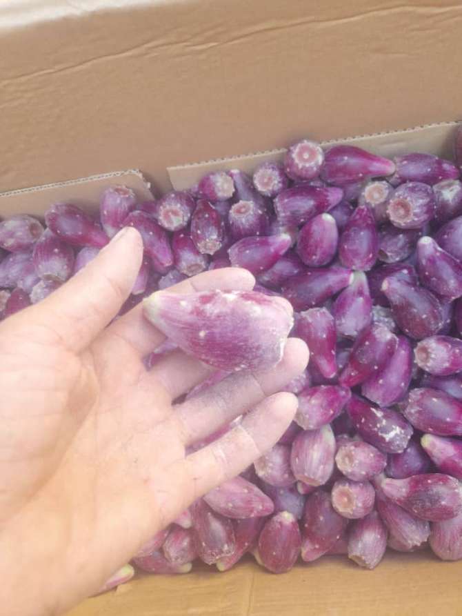 تصویر 4 از تولید عمده میوه کاکتوس انگلمانی + تفاوت انواع میوه کاکتوس