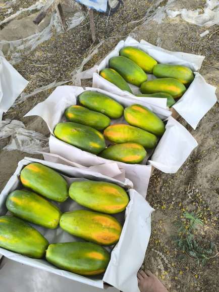 فروش عمده پاپایا ردلیدی بلوچستان + پاپایا کشیده و شیرین