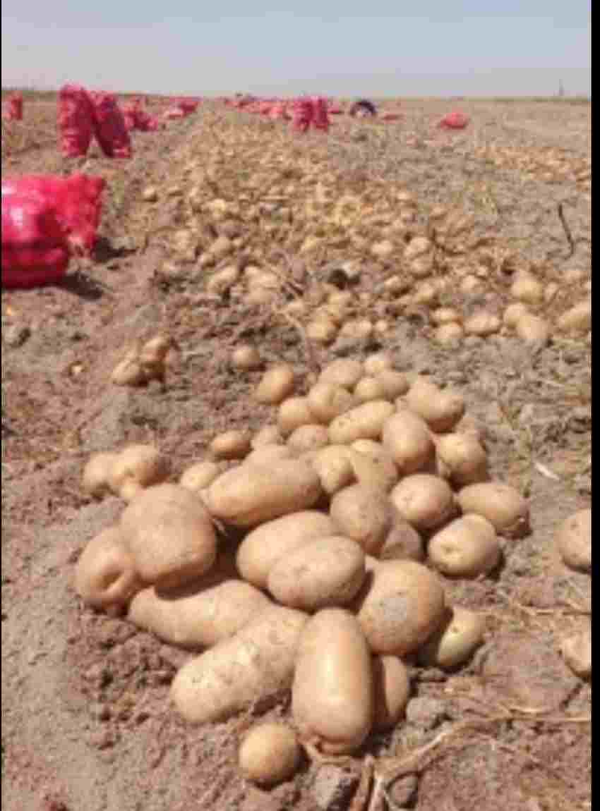 قیمت عمده سیب زمینی بامبو + مستقیم سر زمین زراعی