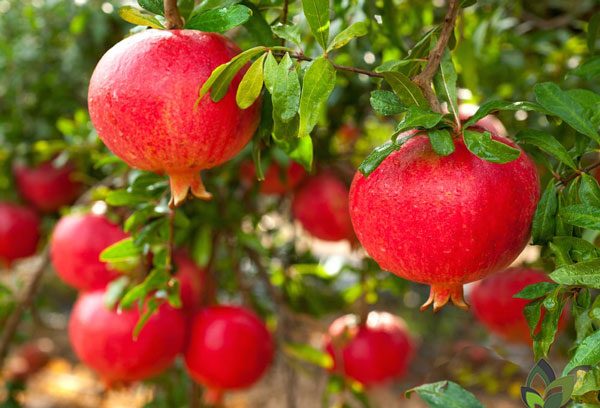 تصویر 1 از قیمت انار یاقوتی + خرید باور نکردنی