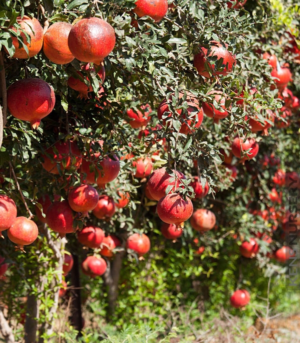 تصویر 4 از فروش انار یاقوتی شهرضا + قیمت خرید به صرفه