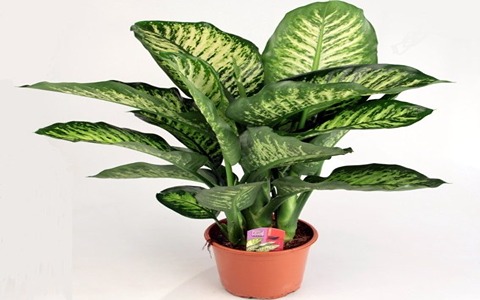 تصویر 1 از خرید و قیمت گل دیفن باخیا + فروش عمده