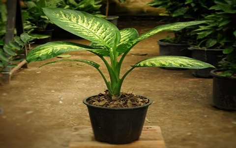 تصویر 2 از خرید و قیمت گل دیفن باخیا + فروش عمده