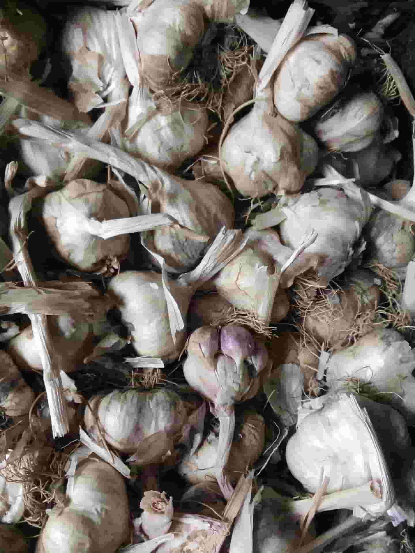 خرید و فروش سیر سفید فله با شرایط فوق العاده