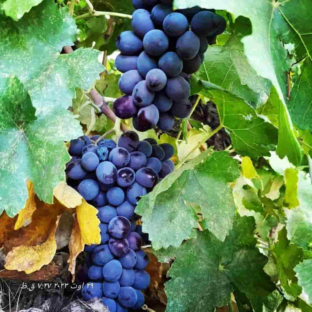 تصویر 3 از خرید انگور سیاه درشت صادراتی + قیمت فروش استثنایی