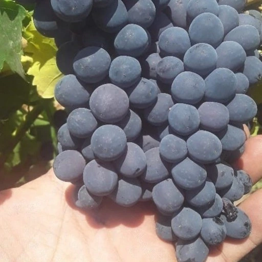 خرید انگور سیاه درشت صادراتی + قیمت فروش استثنایی