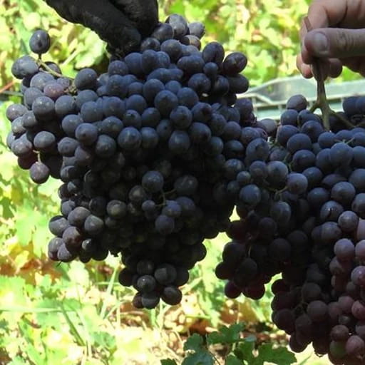 تصویر 2 از خرید انگور سیاه درشت صادراتی + قیمت فروش استثنایی