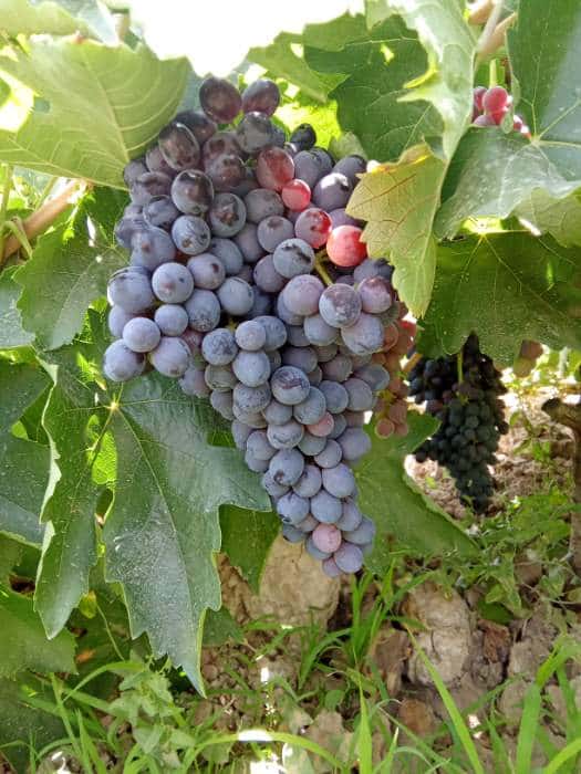 تصویر 1 از خرید انگور سیاه درشت صادراتی + قیمت فروش استثنایی