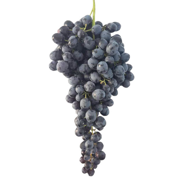 تصویر 5 از خرید انگور سیاه درشت صادراتی + قیمت فروش استثنایی