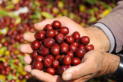 تصویر 5 از خرید و قیمت عناب درشت + فروش عمده