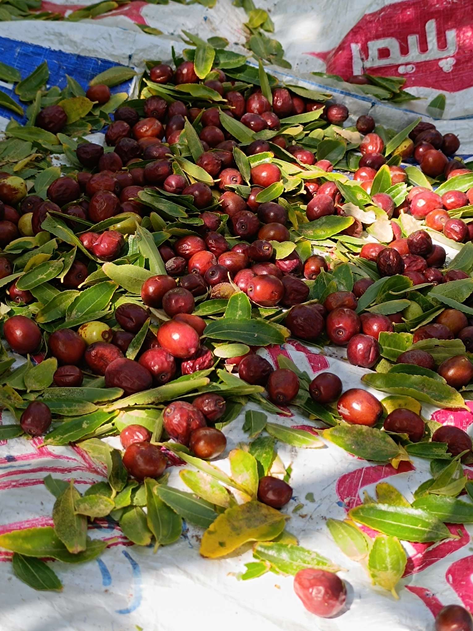 تصویر 1 از فروش عناب خشک اعلاء + قیمت خرید به صرفه