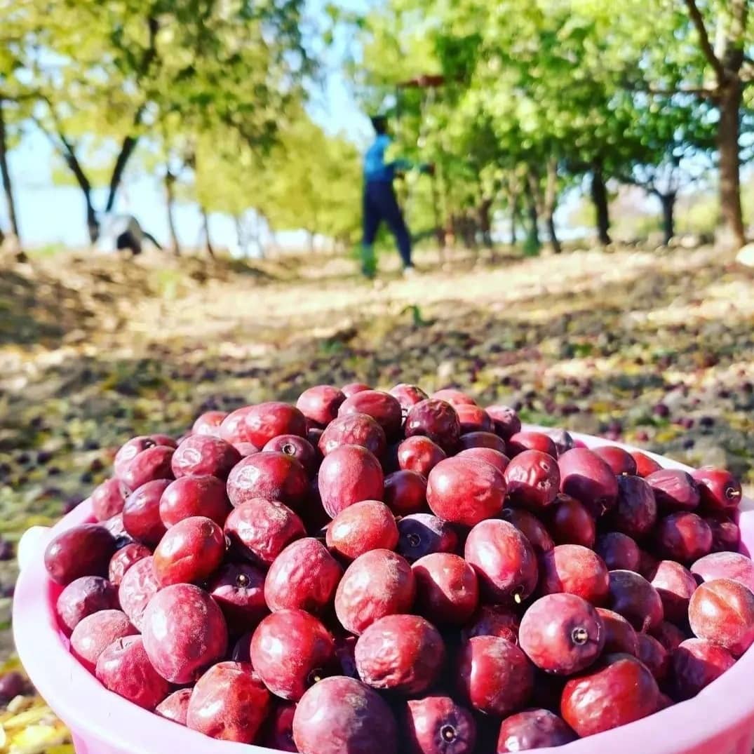 تصویر 2 از فروش عناب خشک اعلاء + قیمت خرید به صرفه