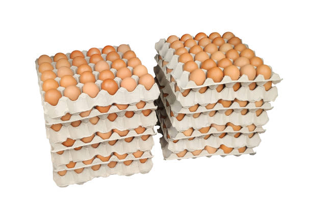 تصویر 4 از خرید شانه تخم مرغ مقوایی + قیمت فروش استثنایی