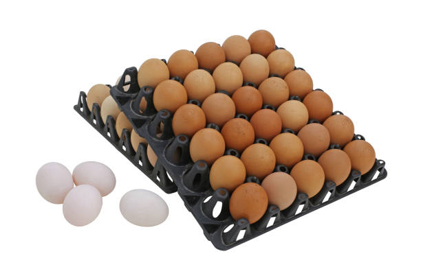 قیمت شانه تخم مرغ جوجه کشی + خرید باور نکردنی