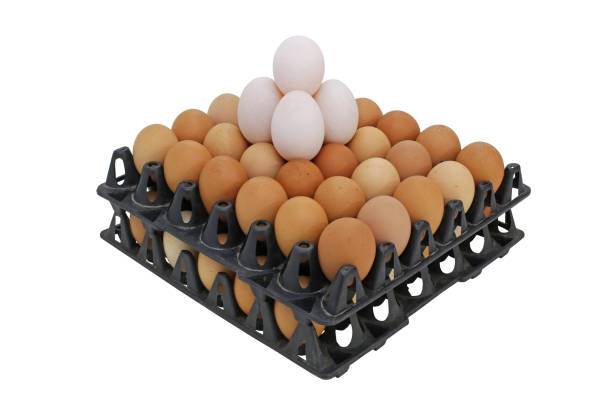 تصویر 4 از قیمت شانه تخم مرغ جوجه کشی + خرید باور نکردنی