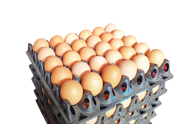 تصویر 1 از قیمت شانه تخم مرغ جوجه کشی + خرید باور نکردنی