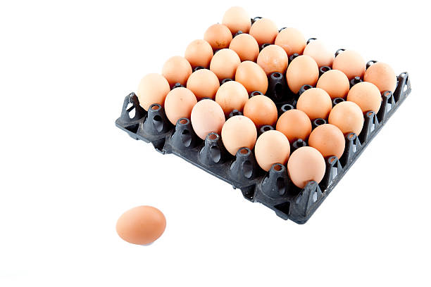 تصویر 3 از قیمت شانه تخم مرغ جوجه کشی + خرید باور نکردنی