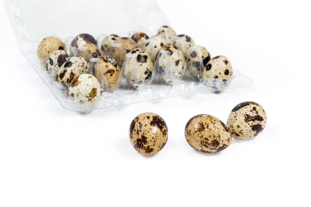 تصویر 2 از قیمت خرید شانه تخم بلدرچین پلاستیکی + فروش ویژه