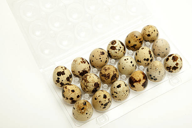 تصویر 3 از قیمت خرید شانه تخم بلدرچین پلاستیکی + فروش ویژه