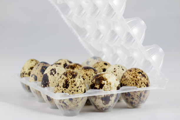 تصویر 1 از قیمت خرید شانه تخم بلدرچین پلاستیکی + فروش ویژه