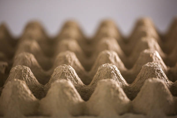 تصویر 4 از قیمت خرید شانه تخم بوقلمون مقوایی با فروش عمده