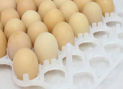 تصویر 3 از قیمت خرید شانه تخم کبک پلاستیکی عمده به صرفه و ارزان