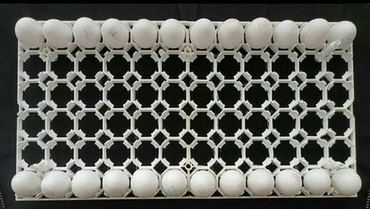 تصویر 3 از خرید شانه تخم قرقاول جوجه کشی + قیمت فروش استثنایی