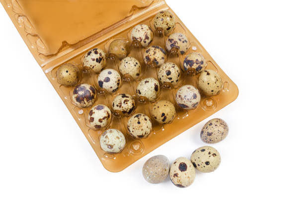 تصویر 1 از فروش شانه تخم بلدرچین جوجه کشی + قیمت خرید به صرفه