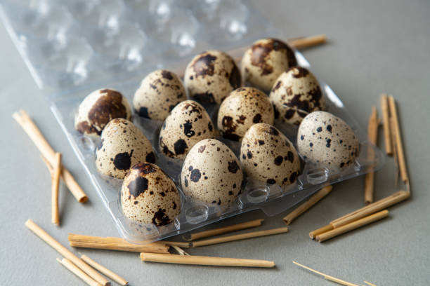 تصویر 4 از فروش شانه تخم بلدرچین جوجه کشی + قیمت خرید به صرفه