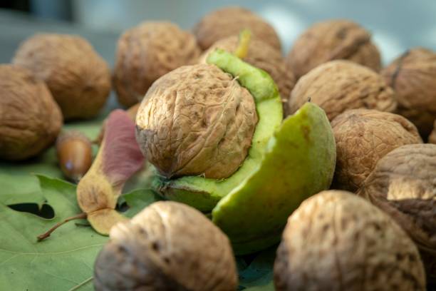 قیمت گردو با پوست درشت با کیفیت ارزان + خرید عمده