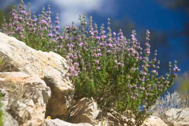 فروش آویشن کوهی صادراتی + قیمت خرید به صرفه