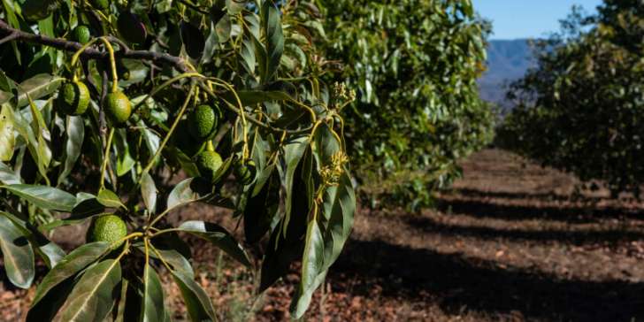 تصویر 3 از فروش عمده انواع نهال آووکادو پیوندی اصلاح نژاد شده + مشاوره رایگان کشت